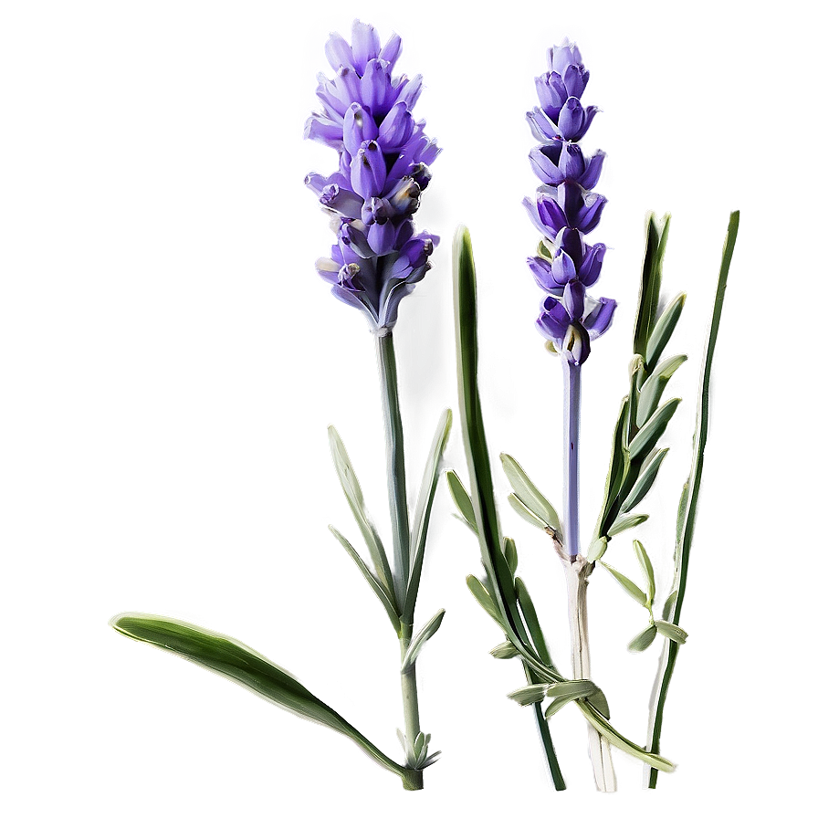 Lavender Stem Png 06132024 PNG Image