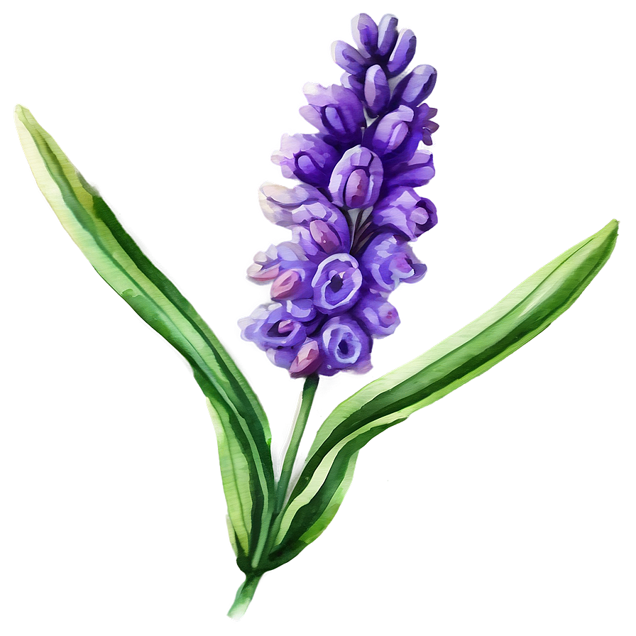 Lavender Watercolor Flower Png 06132024 PNG Image