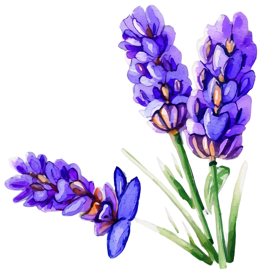 Lavender Watercolor Picture Png Kbm PNG Image