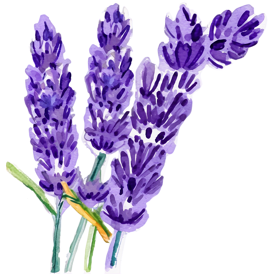 Lavender Watercolor Picture Png Thd PNG Image