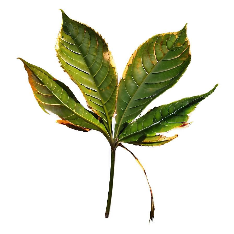 Leaf C PNG Image