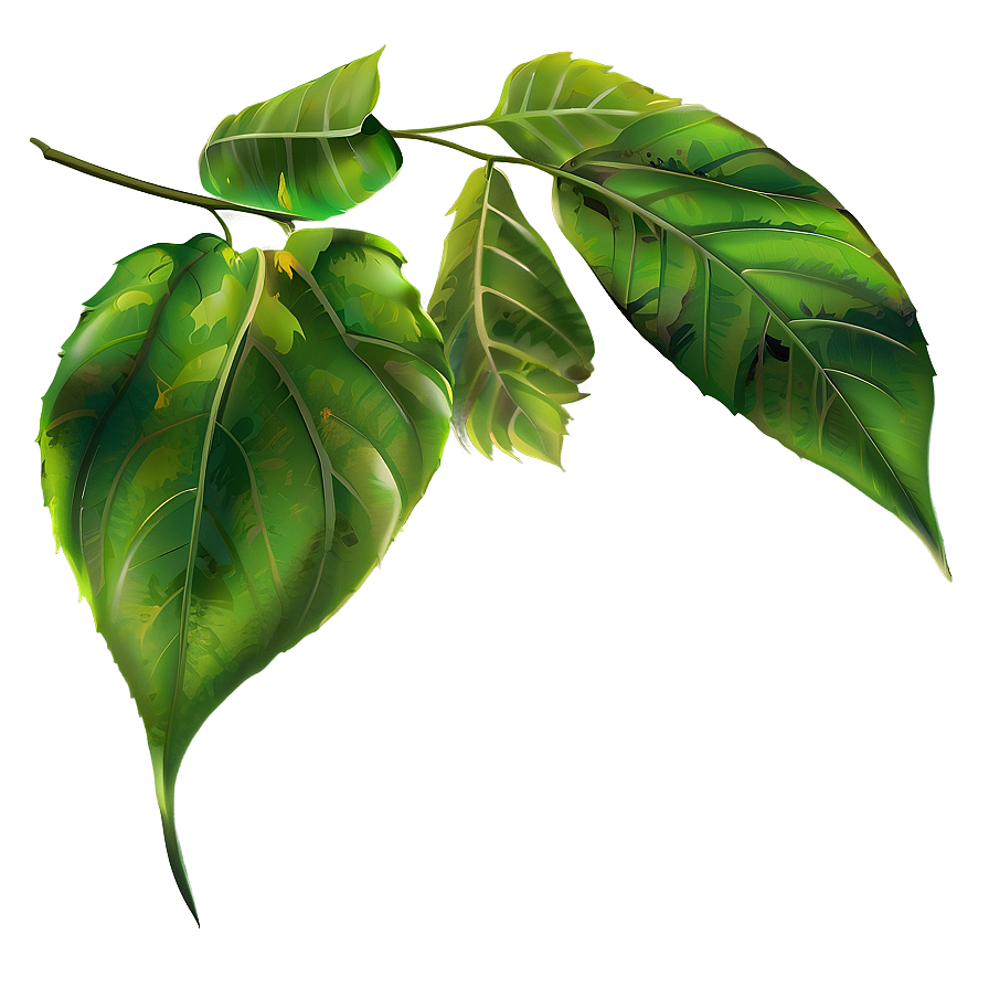 Leaf Clipart Png Elm PNG Image