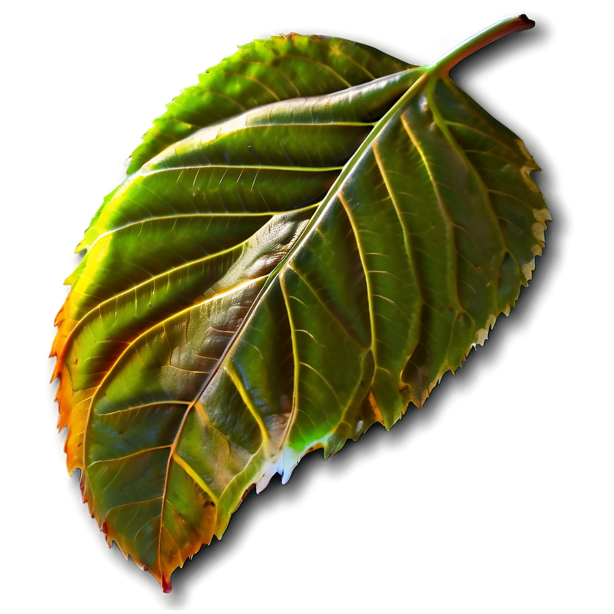 Leaf Icon Png 75 PNG Image