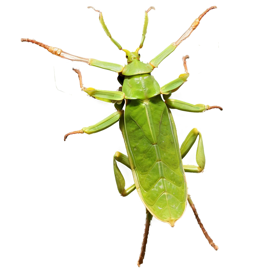 Leaf Insect Perfect Mimicry Png 66 PNG Image