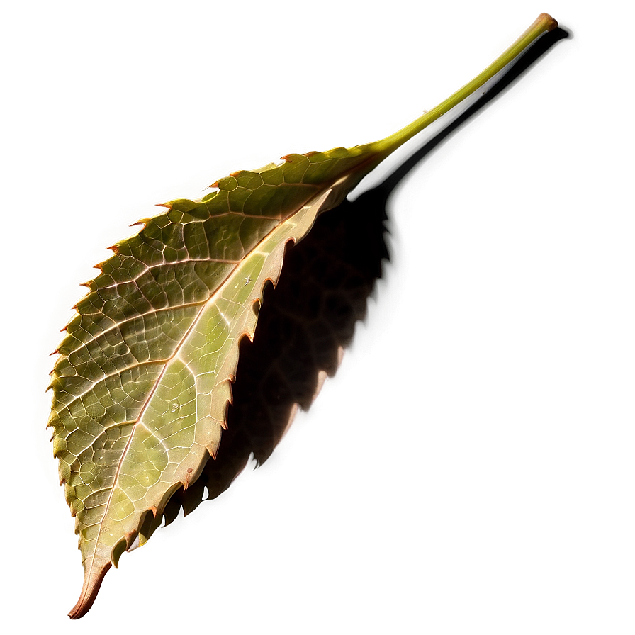 Leaf Shape Png 05032024 PNG Image