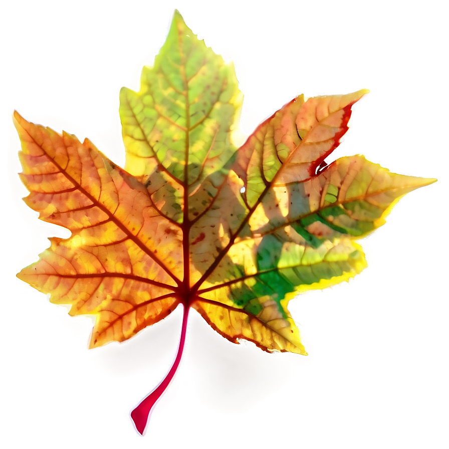 Leaf Silhouette Png Wrs20 PNG Image