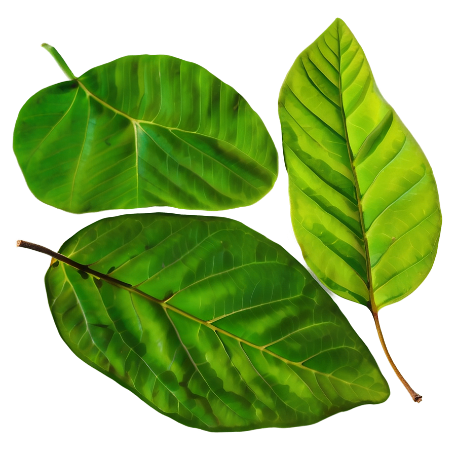 Leaf Texture Png 05032024 PNG Image