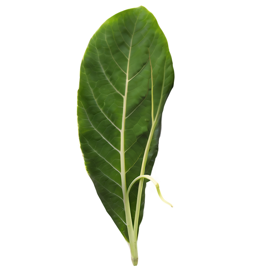 Leaf Texture Png Ugg28 PNG Image