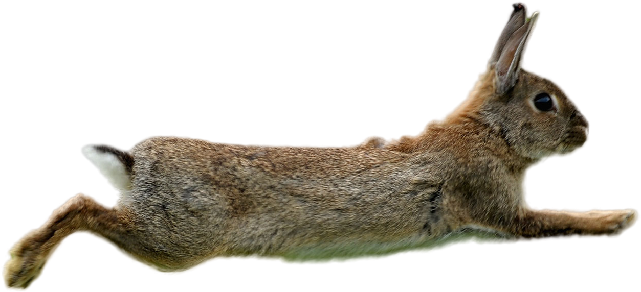 Leaping Brown Rabbit PNG Image