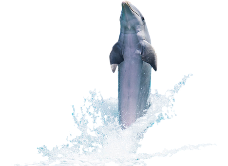 Leaping Dolphin Black Background.jpg PNG Image