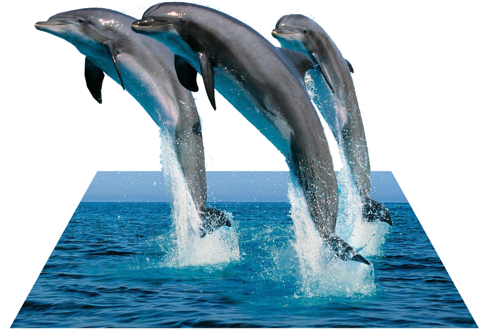 Leaping Dolphins3 D Effect PNG Image