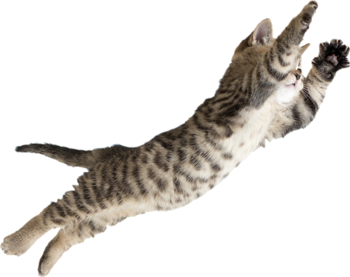 Leaping Tabby Cat PNG Image