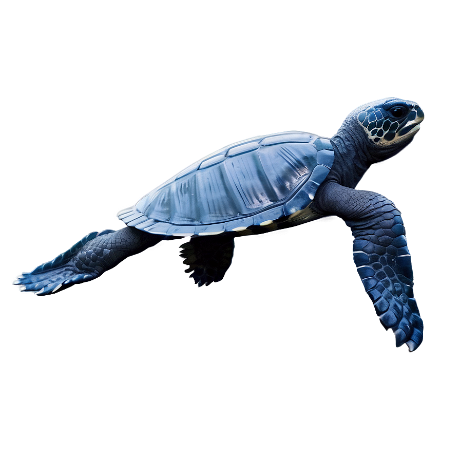 Leatherback Turtle Conservation Graphic Png 06292024 PNG Image