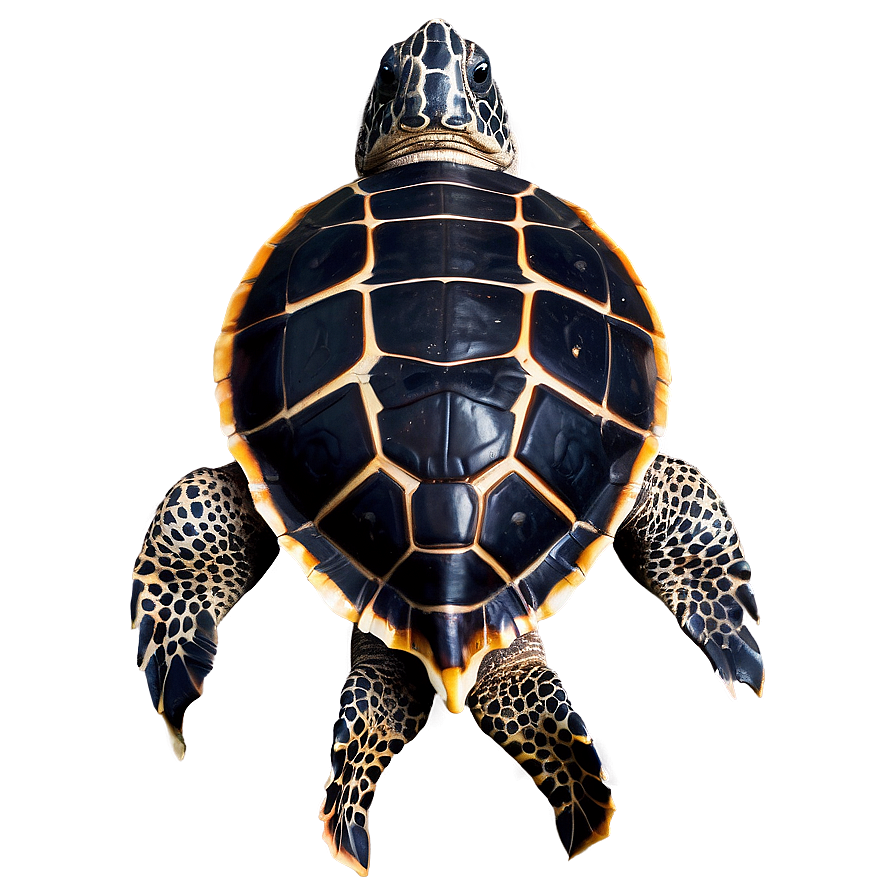 Leatherback Turtle Endangered Species Png Ydp76 PNG Image