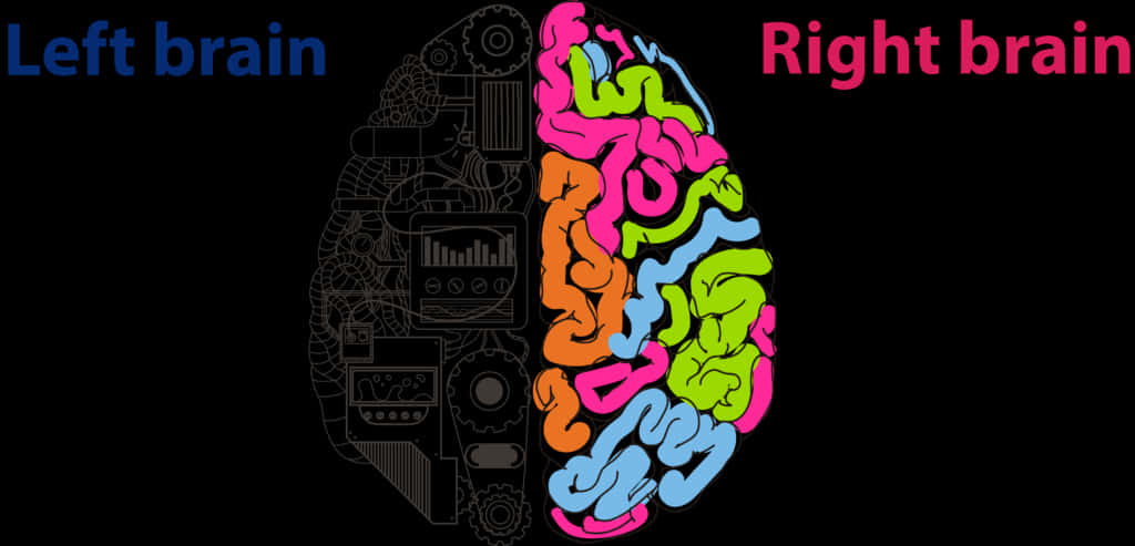 Left Right Brain Functions Illustration PNG Image