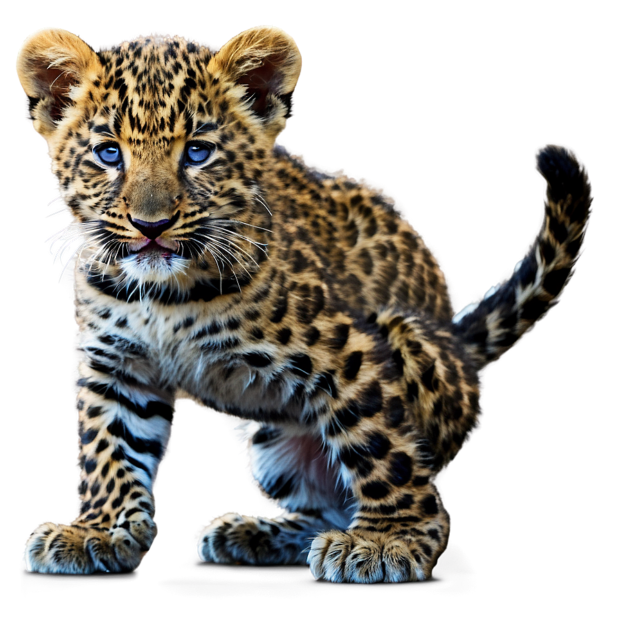 Leopard Cub Playing Png 58 PNG Image