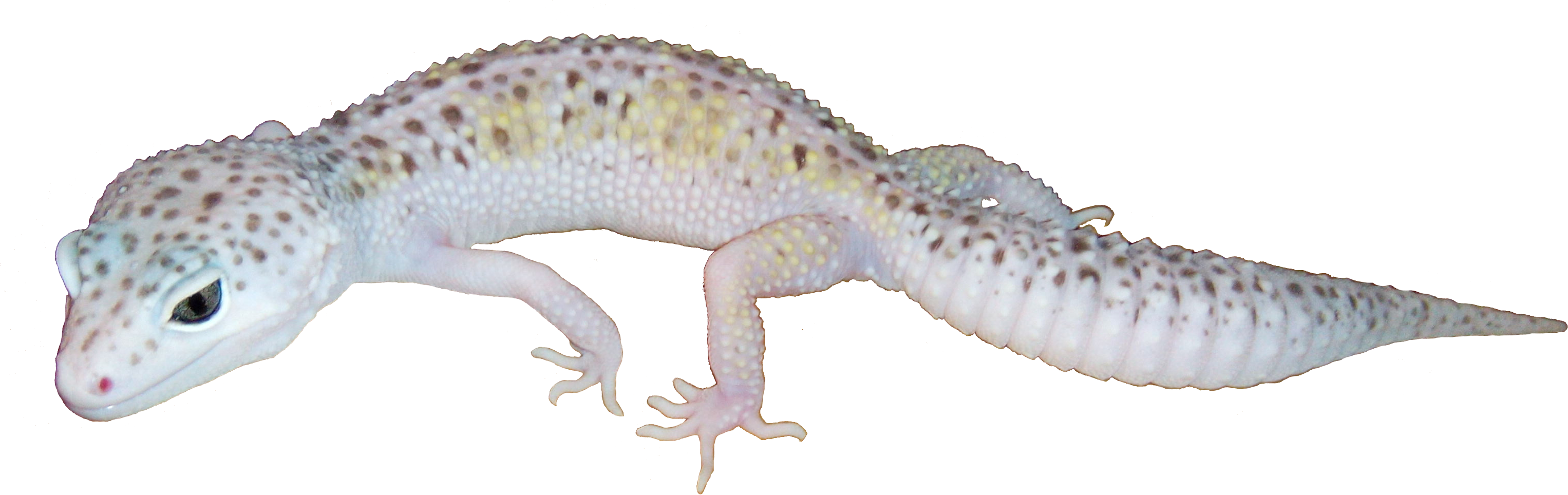 Leopard Gecko Isolatedon White PNG Image