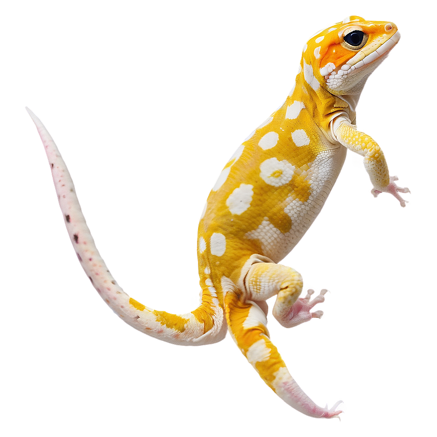 Leopard Gecko Side View Png Xjf PNG Image