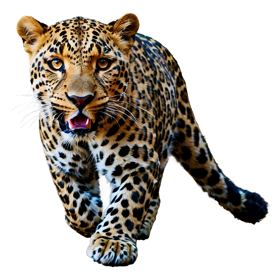 Leopard In Motion Png 86 PNG Image