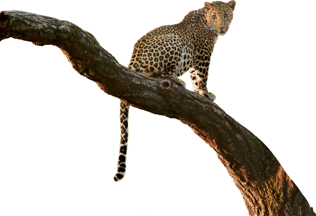 Leopard_ Perched_on_ Tree_ Branch PNG Image