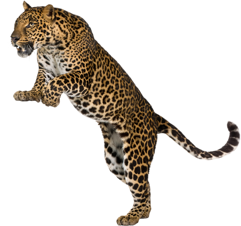 Leopardin Mid Stride PNG Image