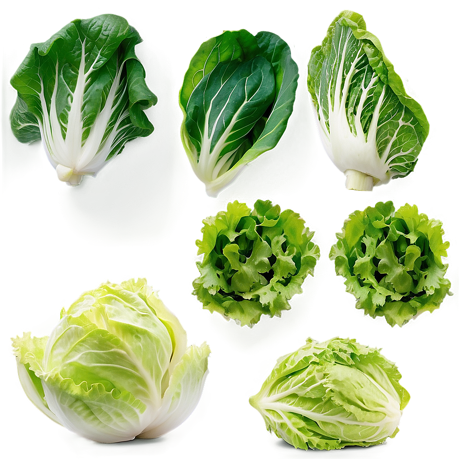 Lettuce Salad Ingredient Png 42 PNG Image