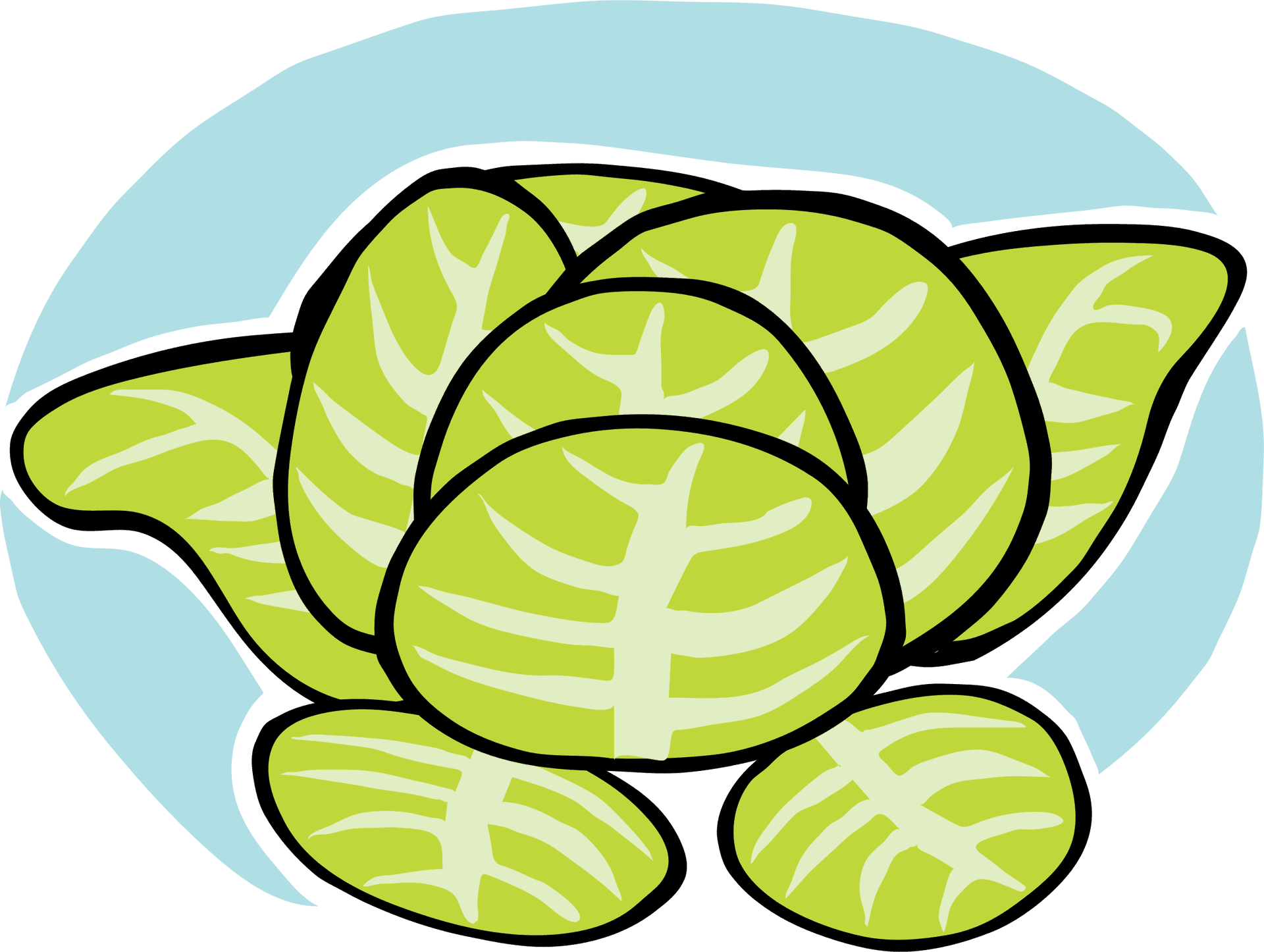 Lettuce Turtle Cartoon Illustration PNG Image