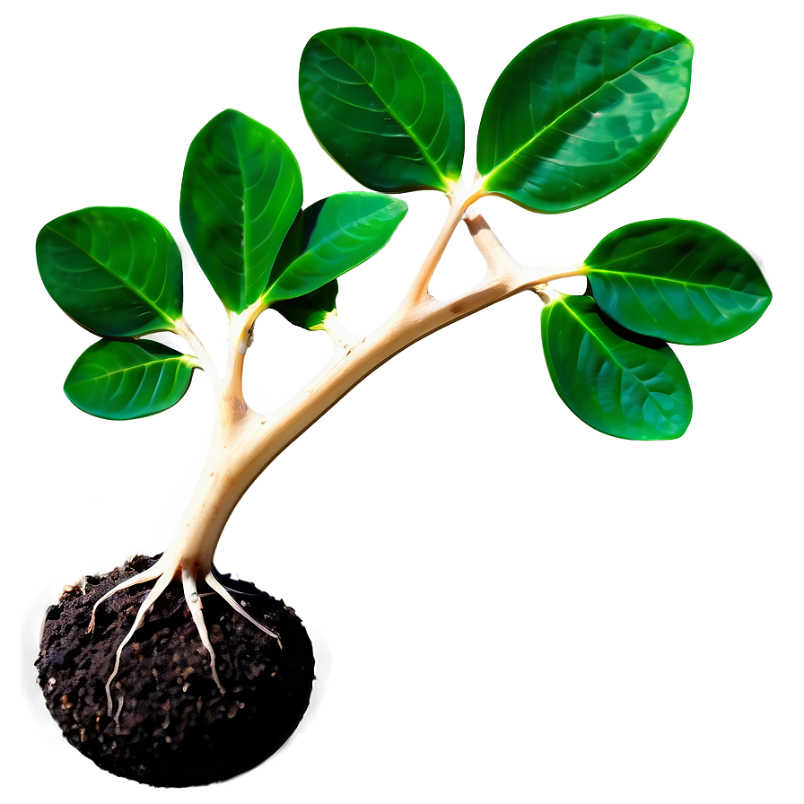 Lifecycle Sprout Png Xvw PNG Image