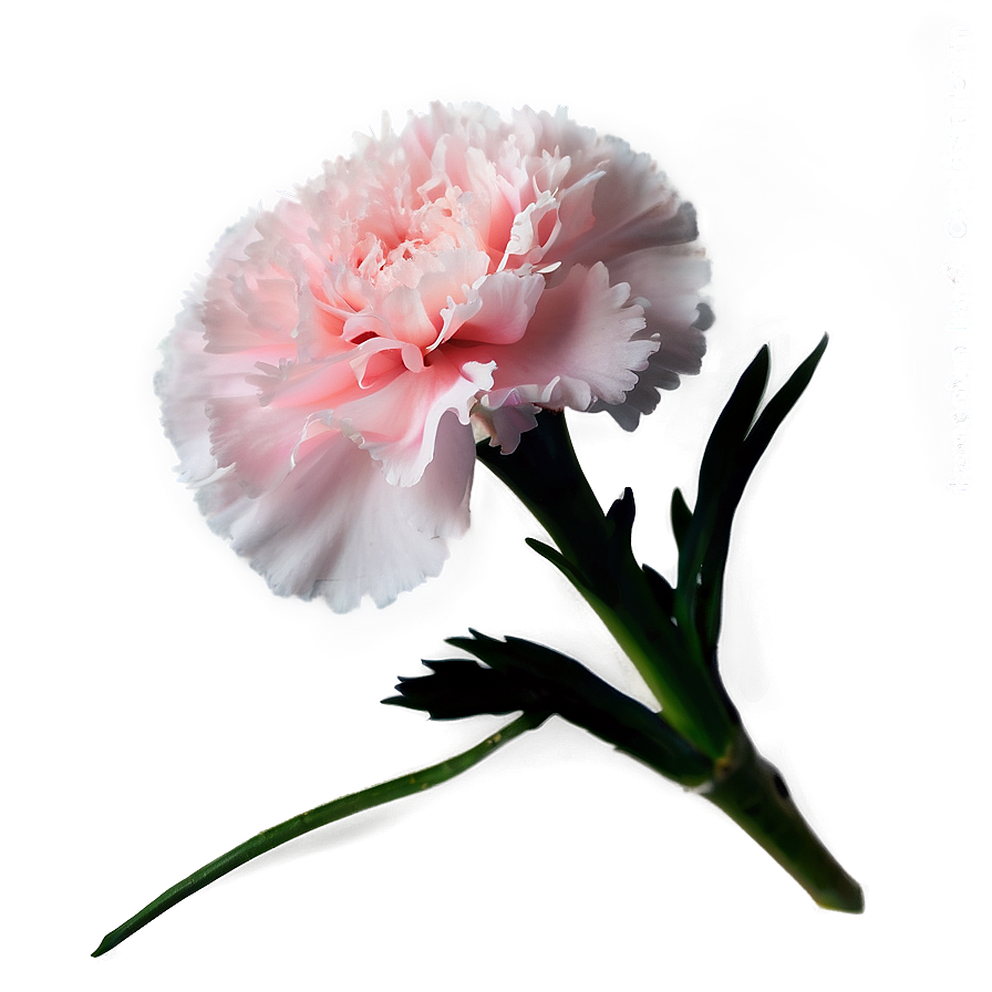 Light Pink Carnation Png 06112024 PNG Image