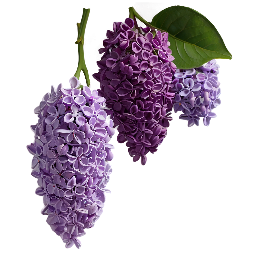 Lilac Charm Png Ffv76 PNG Image