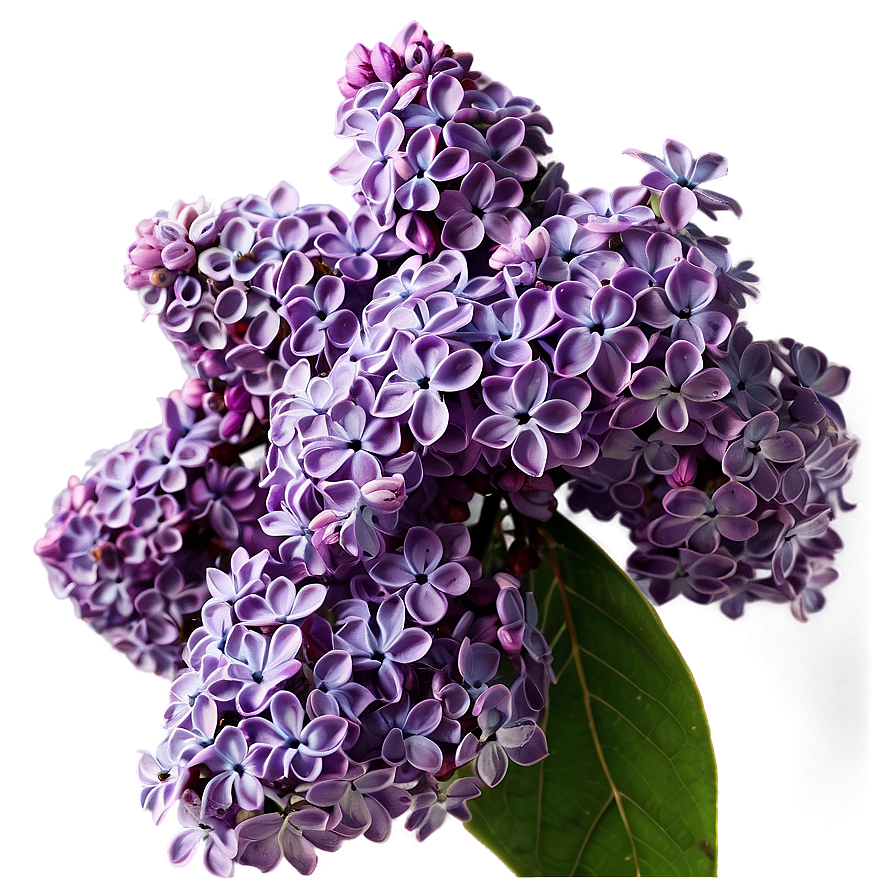 Lilac Closeup Png Cuu PNG Image