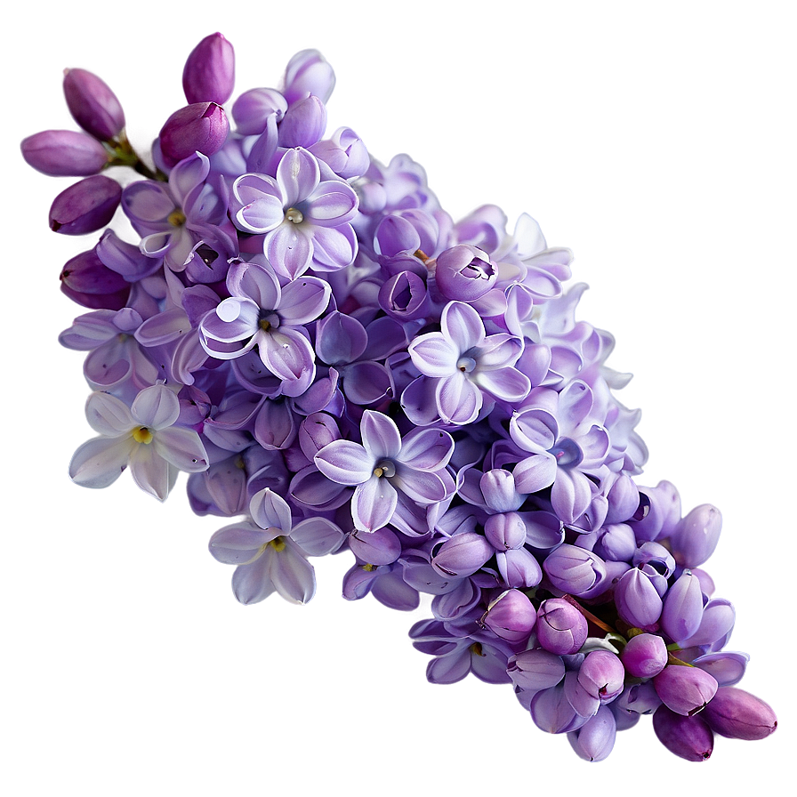 Lilac Wallpaper Png 55 PNG Image