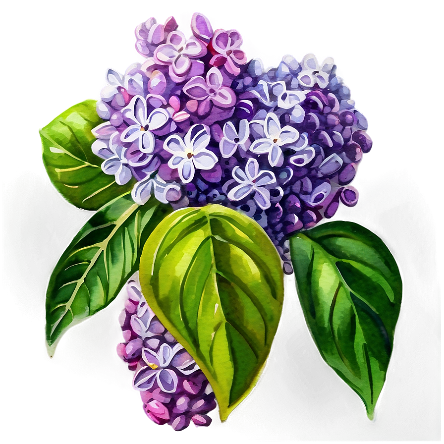 Lilac Watercolor Png Cgs72 PNG Image