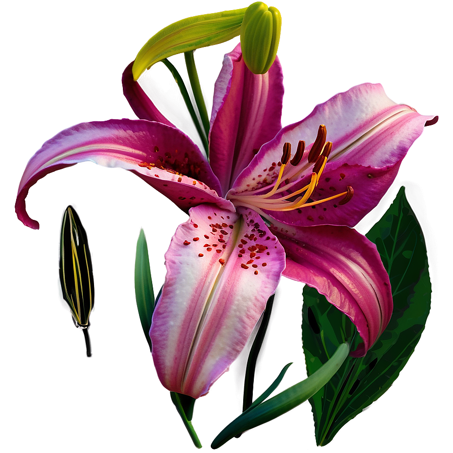 Lilies A PNG Image