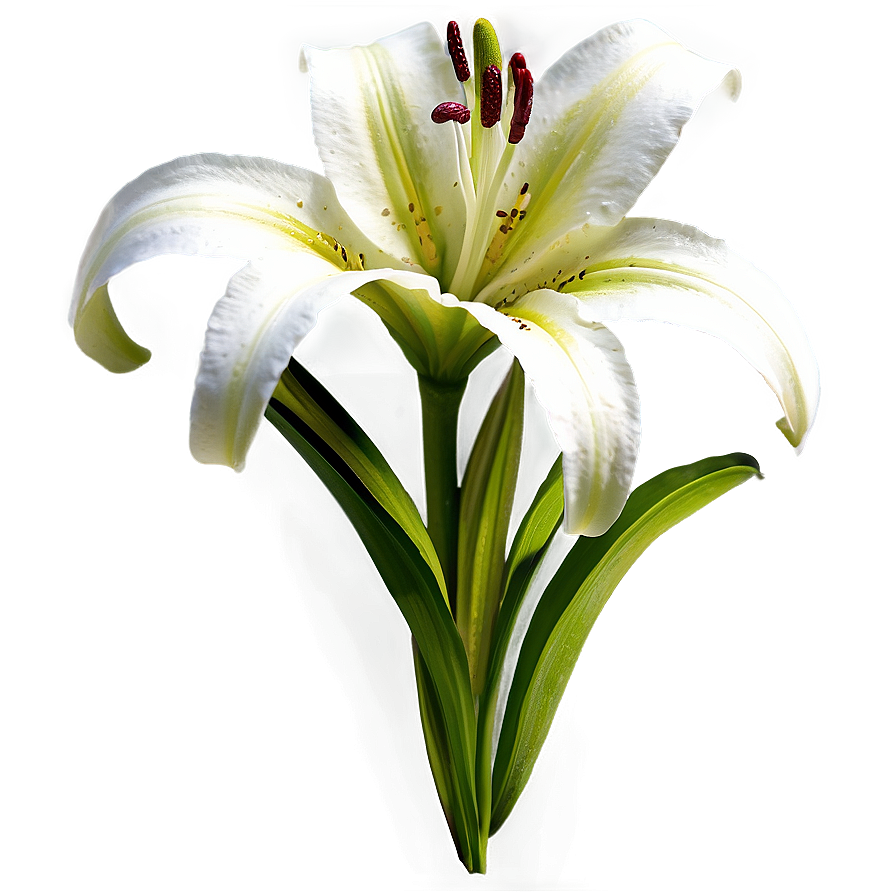 Lily Flower B PNG Image