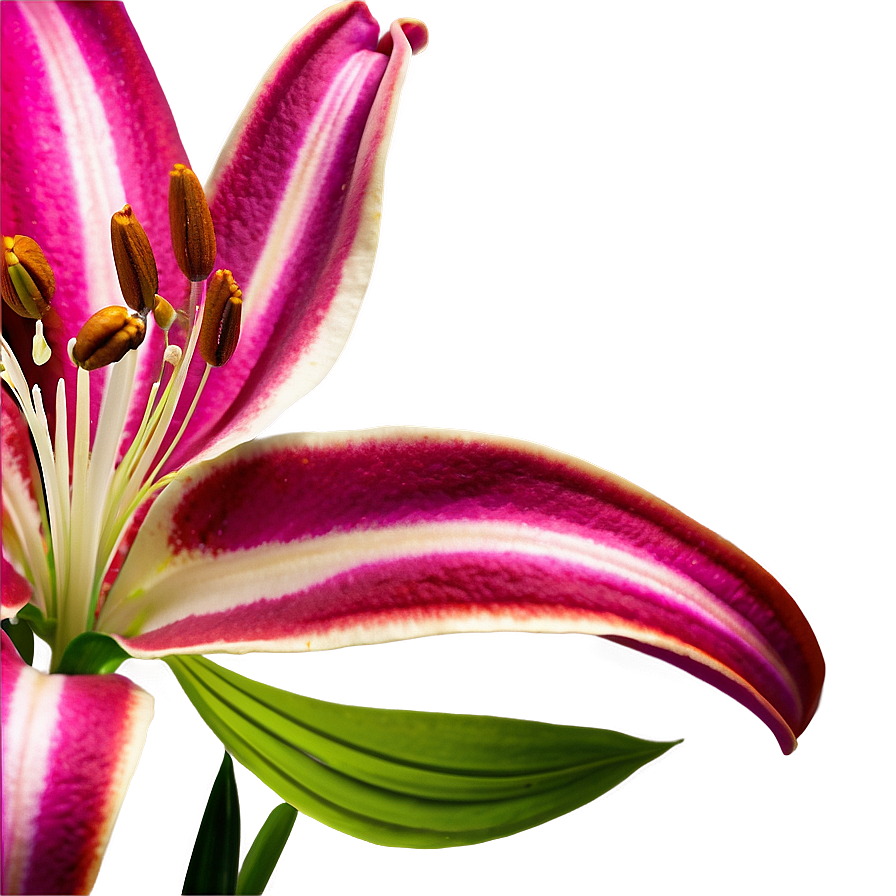 Lily Flower Garden Png Bbi PNG Image