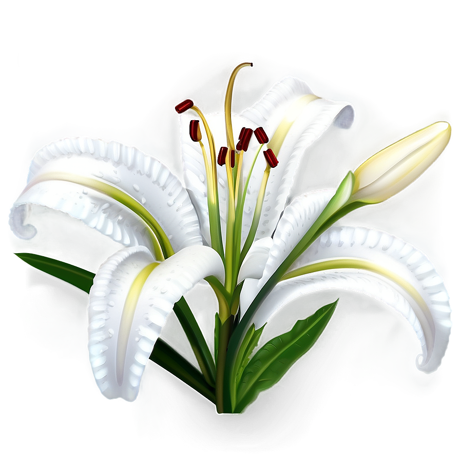 Lily Flower Outline Png Vrt33 PNG Image