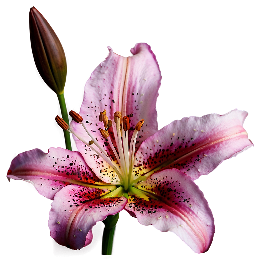 Lily Flower Png 06272024 PNG Image