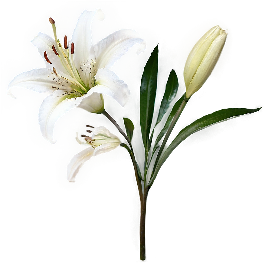 Lily Stem Png Fuf PNG Image