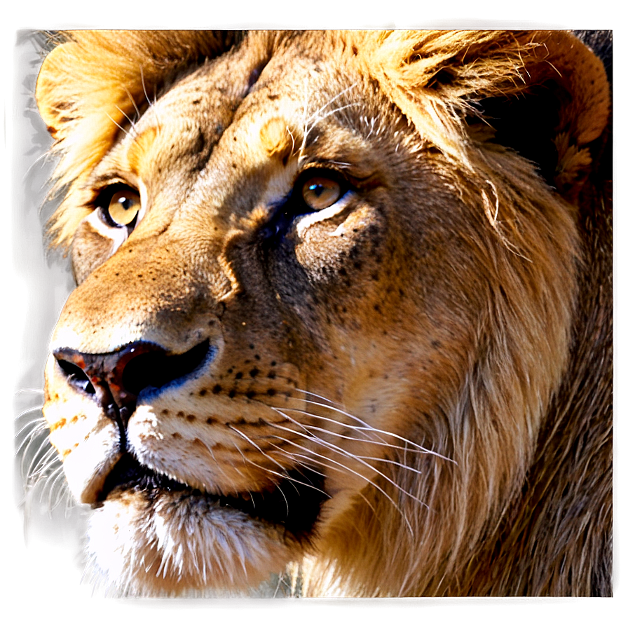 Lion Face In Shadows Png 34 PNG Image