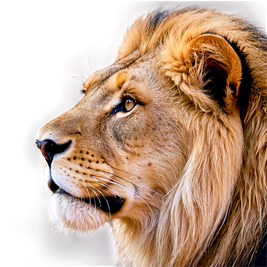 Lion Face In The Wild Png 21 PNG Image