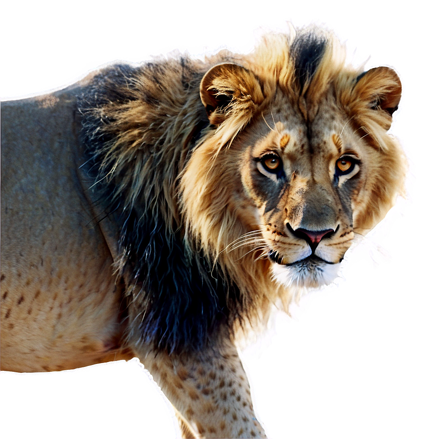 Lion King Of The Jungle Png 05032024 PNG Image