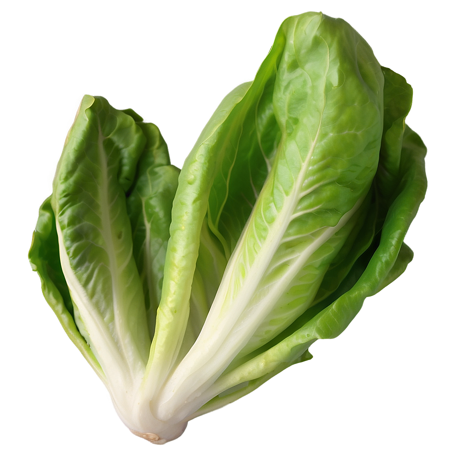 Little Gem Lettuce Png Dmq15 PNG Image