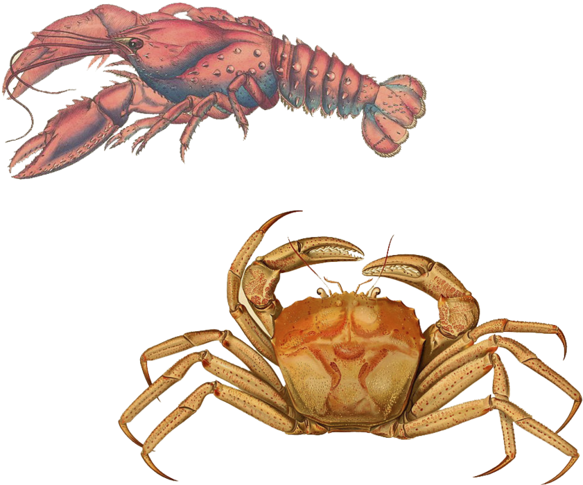 Lobsterand Crab Illustration PNG Image