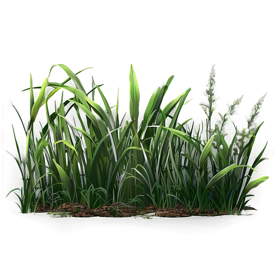 Long Green Grass Png 06262024 PNG Image