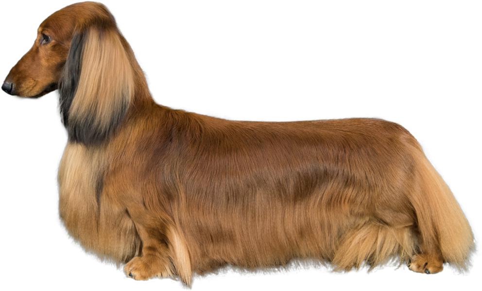 Long Haired Dachshund Profile PNG Image