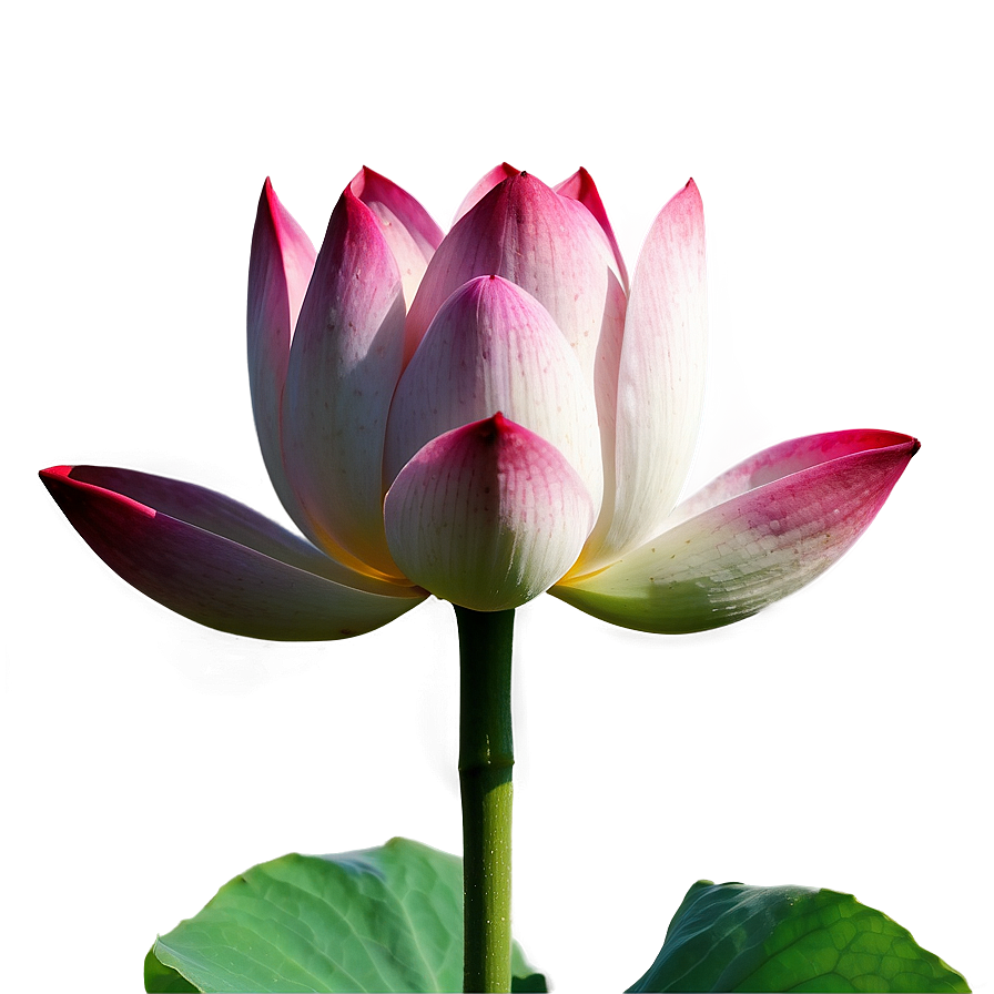 Lotus Bud Png Din PNG Image