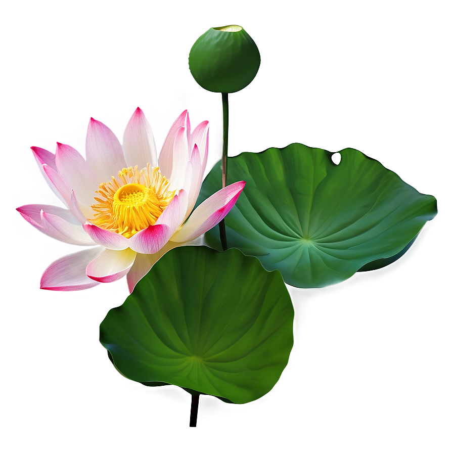 Lotus Flower Transparent Png Wjs24 PNG Image