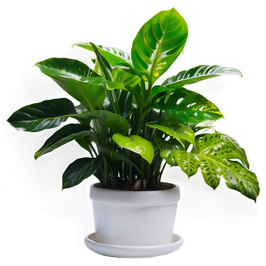 Low Light Indoor Plants Png Mqn58 PNG Image