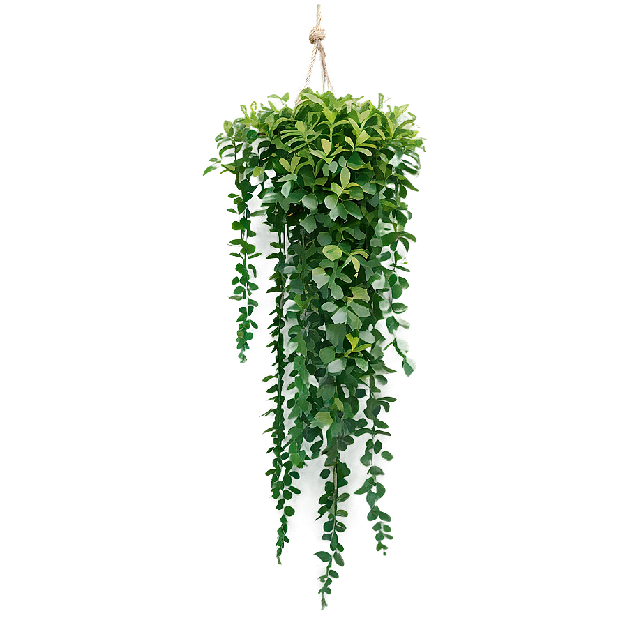 Low Maintenance Hanging Plant Png Gjm88 PNG Image